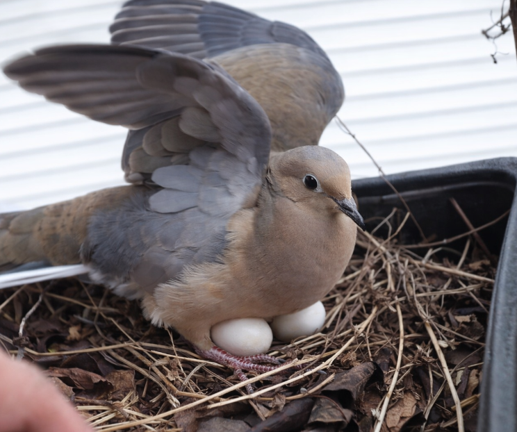 Kuş Biti İlaçlama