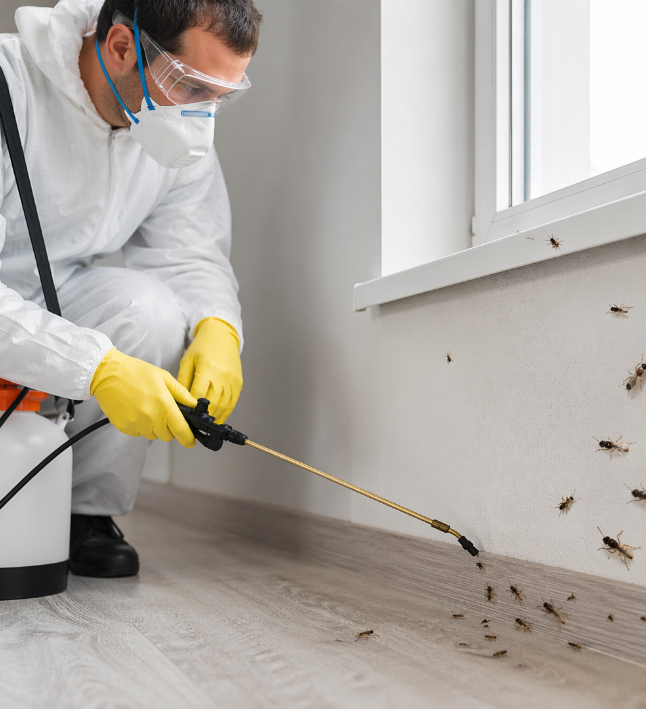 kanatlı karınca ilaçlama