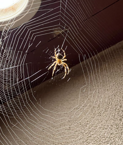 Örümcek Türleri ve İlaçlama